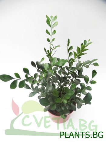 Мурая (Murraya)